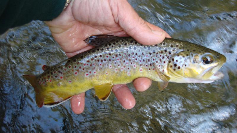 Last fish of the day 2.JPG